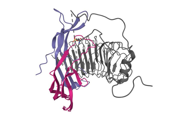 Структура фолікулостимулюючого гормону (кольору) в комплексі з усім ектодоменом його рецептора (сірий), 3D-модель стрічки, білий фон
 - Фото, зображення