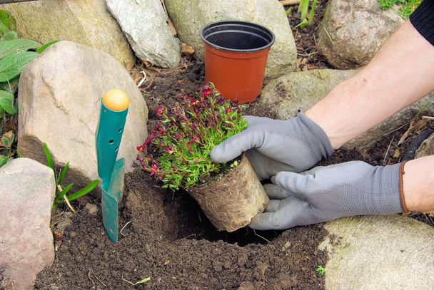 Plantando uma saxifraga bryoides
 - Foto, Imagem