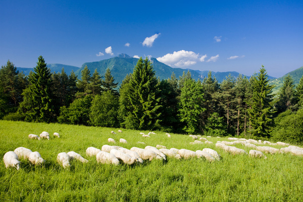 stádo ovcí - Fotografie, Obrázek
