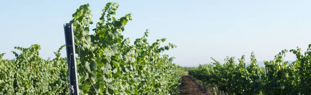 Szőlőültetvény nyáron. Zöld növekvő szőlő által alkotott bokrok. - Fotó, kép