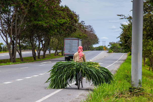 Człowiek przewożący zieloną paszę na rowerze na drodze do El Cerrito w regionie Valle del Cauca w Kolumbii - Zdjęcie, obraz