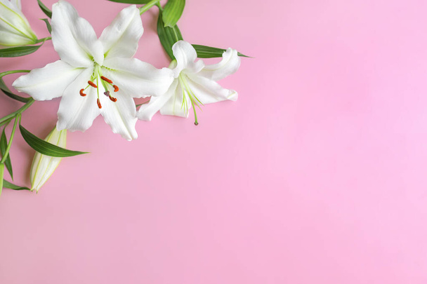 Κοντινό πλάνο των λευκών λουλουδιών κρίνου σε ροζ φόντο για το σχεδιασμό σχετικά με το θέμα του γάμου, πρόσκληση διακοπών ή πρόσκληση. Επιλεκτική εστίαση. Αντιγραφή χώρου - Φωτογραφία, εικόνα