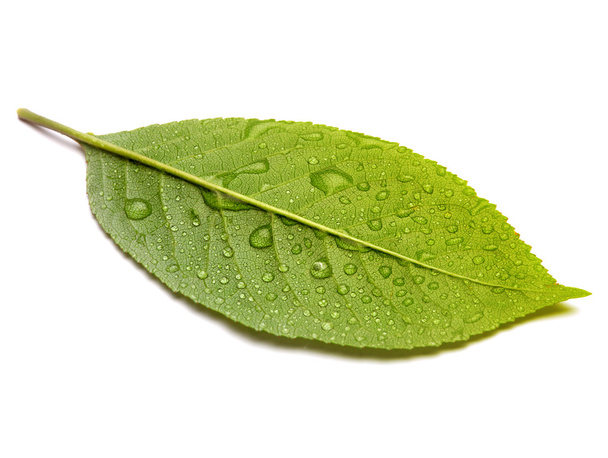Green leaf with water drops - Foto, afbeelding