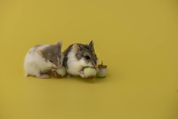 Söpö hamsteri syö hedelmiä - Valokuva, kuva