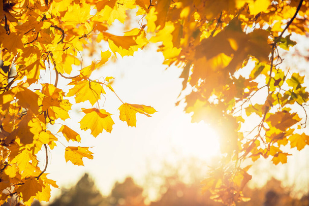 Multi colored autumn tree leaves on sunny sky background - Фото, изображение