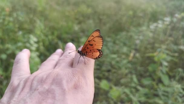 imagens da bela borboleta tawny coster. - Filmagem, Vídeo