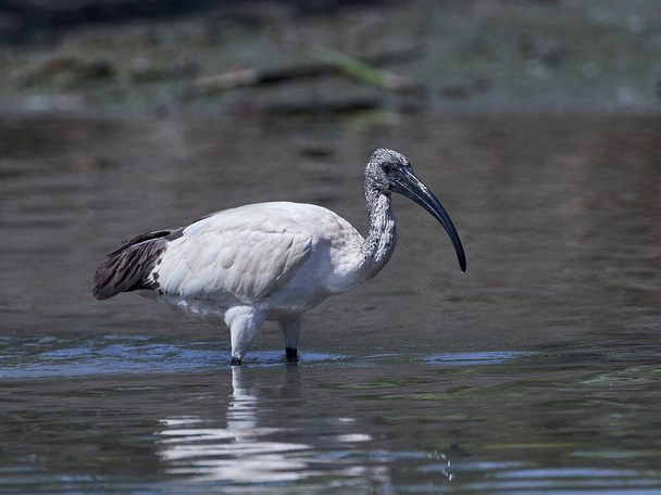 ibis sacro africano (Threskiornis aethiopicus) nel suo habitat naturale nel Gambia - Foto, immagini