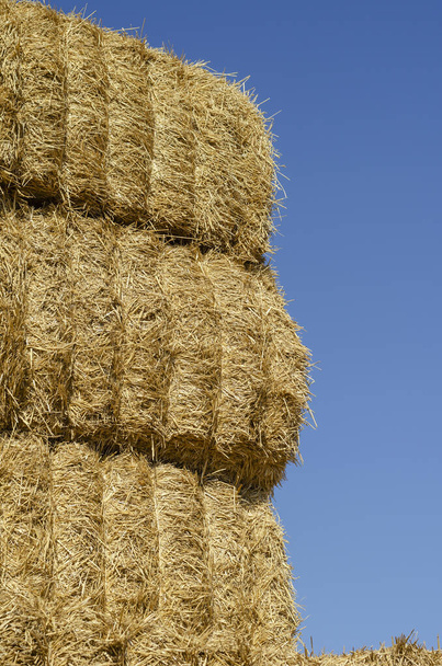 Rectangular bales of dry hay against the blue sky. Storage of dry herbs for feeding cows and other animals. Yellow straw in rectangular bales. - Photo, Image