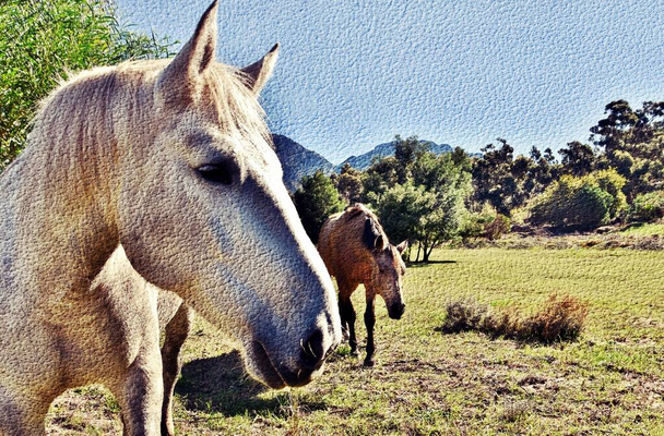 Retrato de un caballo gris en un prado - Foto, imagen