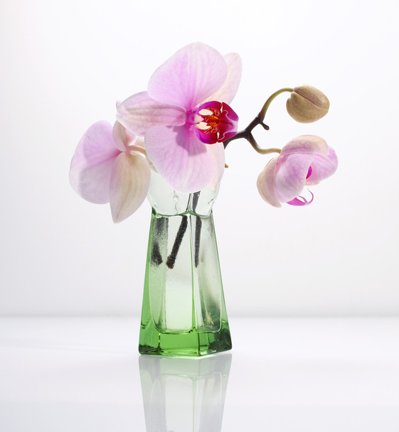 Orchid flower - Foto, afbeelding