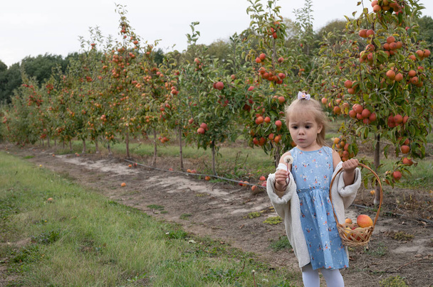 Şirin küçük kız elma bahçesinde karahindiba çiçeğiyle oynuyor. - Fotoğraf, Görsel