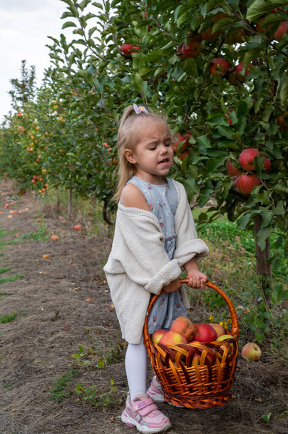 Aranyos kislány egy kosarat tart az almás kertben.. - Fotó, kép