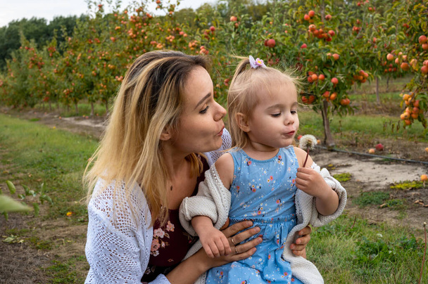 女の子とともに彼女のお母さんあります遊んでいますとともにタンポポの花でリンゴ園.  - 写真・画像