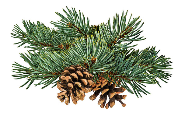 Fir tree and pinecone  isolated on white background - Photo, Image