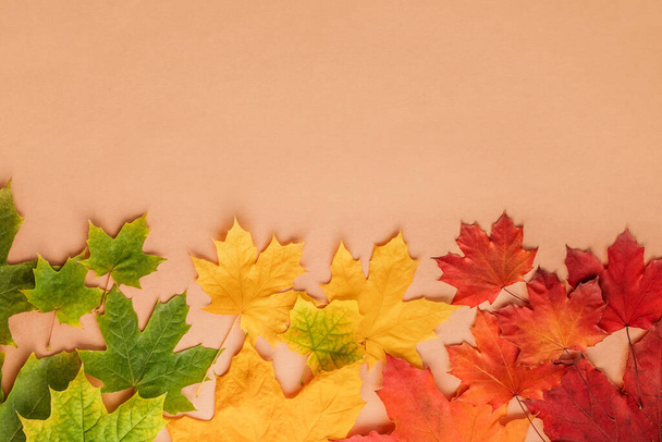 beige background with autumn maple leaves in green, orange and yellow with space for text. - Photo, Image