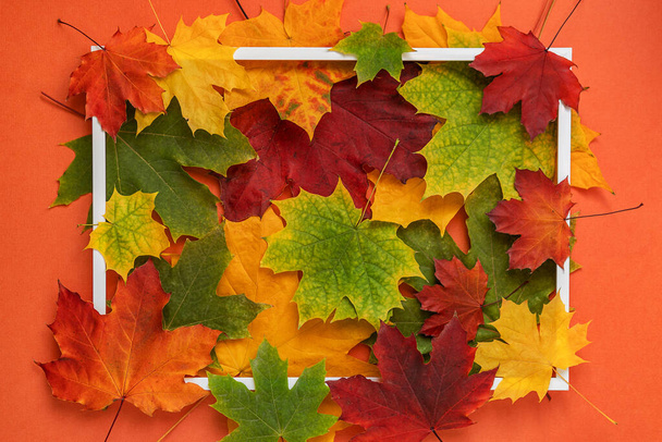 Sonbahar akçaağaç yaprakları ile parlak arka plan yeşil, turuncu ve sarı renkler ve beyaz kenar.  - Fotoğraf, Görsel