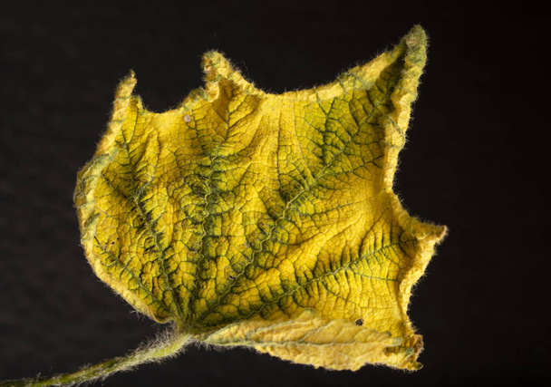 Feuille jaune en automne. Contexte, texture. - Photo, image