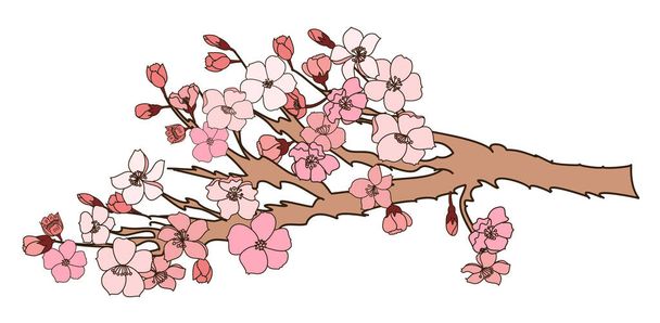 Свободная рука Сакура цветочный векторный набор, красивая линия искусства Персиковый цветок изолировать на белом фоне - Вектор,изображение