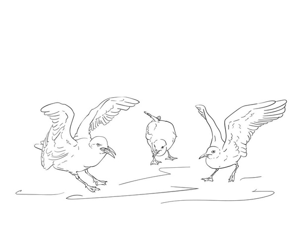Sketch of angry seagulls, Vector hand drawn illustration - Вектор,изображение