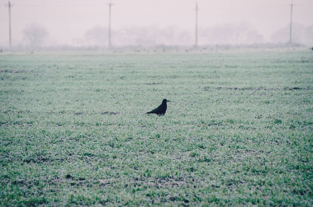 Black Raven on field of green grass covered with hoar frost in foggy autumn morning - Photo, Image