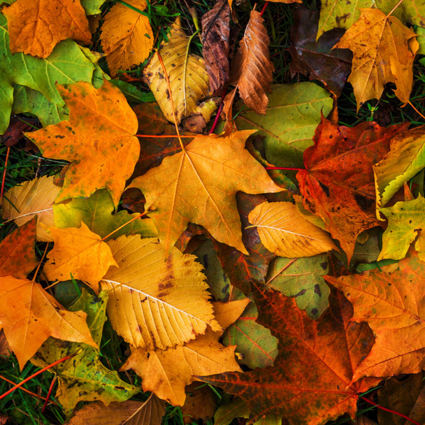 Colorful and bright background made of fallen autumn leaves - Valokuva, kuva