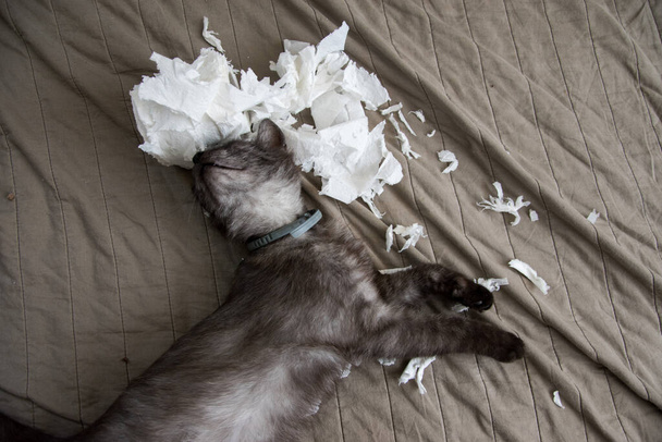 Vtipné kotě si hraje s toaletním papírem na přikrývce v obýváku. Papír zmačkaný, roztrhaný - Fotografie, Obrázek