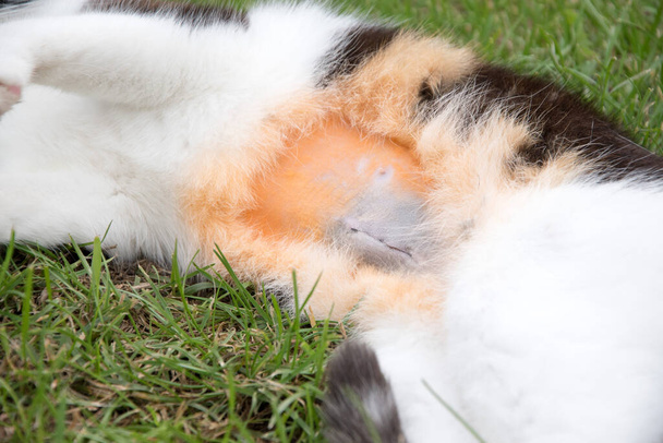 gato doméstico acostado en un prado. después de la castración. Detalle del vientre. Fondo verde. - Foto, imagen