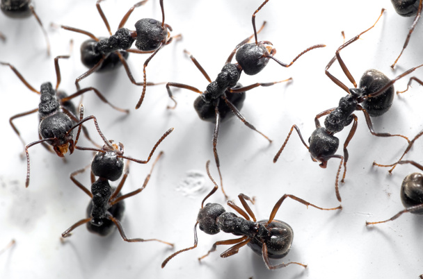 Macro photographie de groupe de fourmis noires sont assis sur le mur blanc - Photo, image