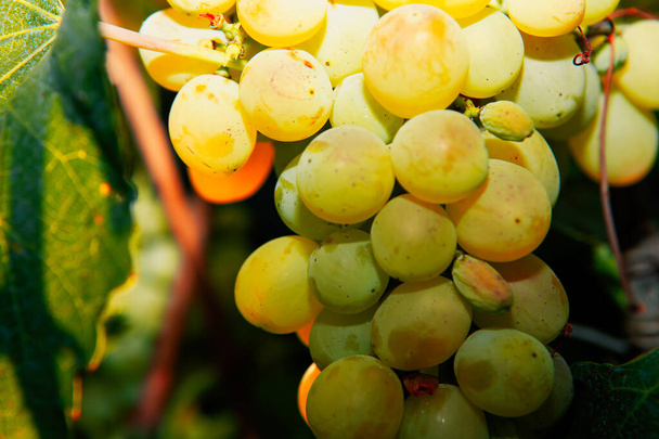 Riesling winogron uprawy, dobre do produkcji wina  - Zdjęcie, obraz