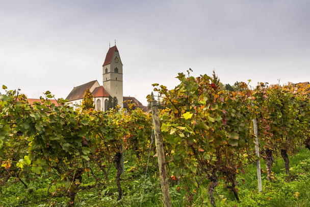 Catholic church in Hagnau on Lake Constance with grapevines in autumn, Baden-Wuerttemberg, Germany - Foto, imagen