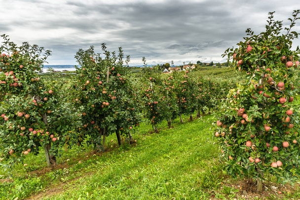 ドイツ・バーデン・ヴュルテンベルク州ハグナウ・アム・ボデンゼー近郊に熟した赤いリンゴの果樹園 - 写真・画像