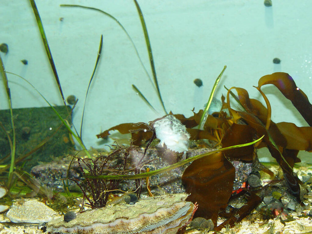 Koyu yeşil alglerin arasında kirpi balığı - Fotoğraf, Görsel