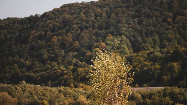 背景に森のある風の秋の木. - 写真・画像