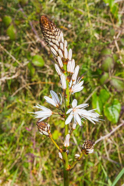 Asphodel flores brancas, Asphodelus albus, crescendo em Galiza, Espanha - Foto, Imagem