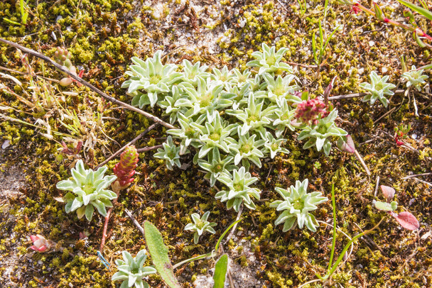 Groep bloemen en planten van Evax pygmaea op zandduinen in Arousa Island, Galicië, Spanje - Foto, afbeelding