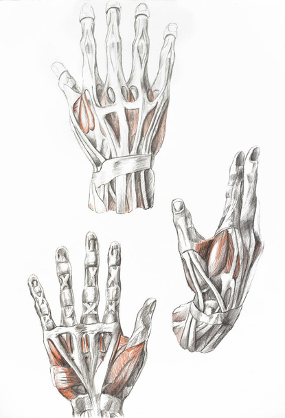 mani muscoli pittura con matite. Arte dei muscoli umani. Pittura rossa e nera. Illustrazione medica - Foto, immagini
