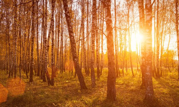 Puesta de sol en un bosque de abedules de otoño con hojas doradas y rayos de sol cortando los árboles en una tarde soleada durante el otoño.  - Foto, imagen
