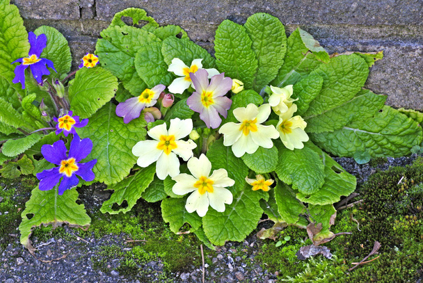 Primroses in a garden  - Photo, Image