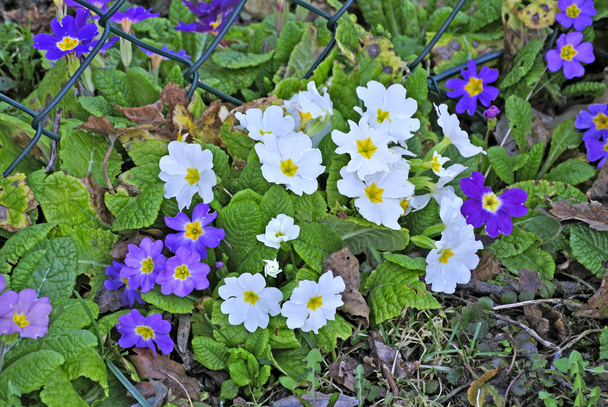 Primula in een tuin  - Foto, afbeelding