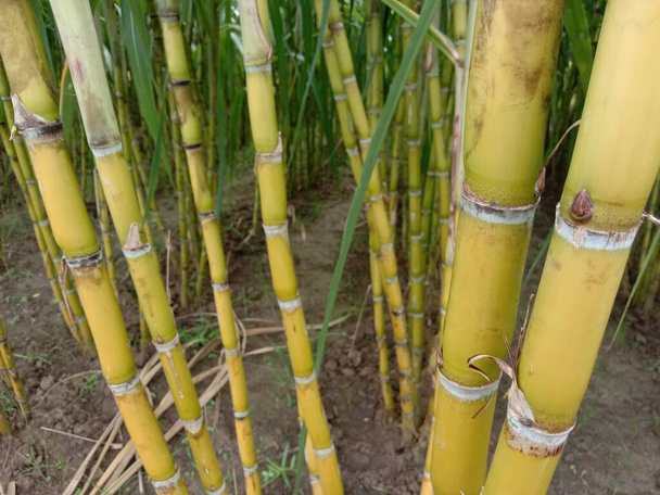 yellow colored tasty and healthy sugar cane on farm - Photo, Image
