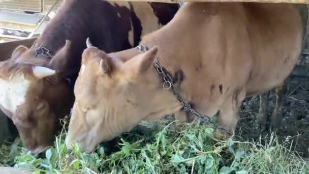 Two red calves / gobies stand behind the fence on the farm and eat fresh grass. - Footage, Video
