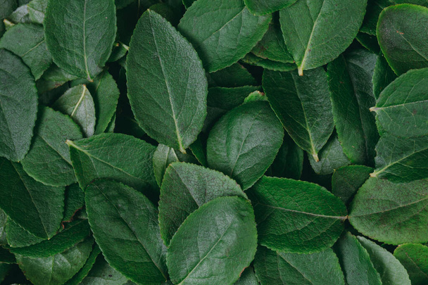 Green leaves background. Flat lay. Nature concept. Top view. Leaves pattern. - Photo, image