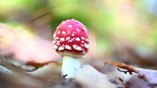 Funghi nella foresta. Bellissimo fungo rosso amantia muscaria che cresce nella foresta. - Filmati, video