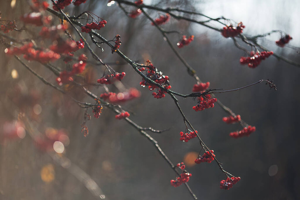 November background with red rowan berries in the sun light. Late autumn, winter is coming. Copy space - Photo, Image
