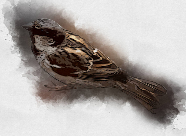 Винтажные иллюстрации воробьи птицы рисунок антикварный ретро - Фото, изображение