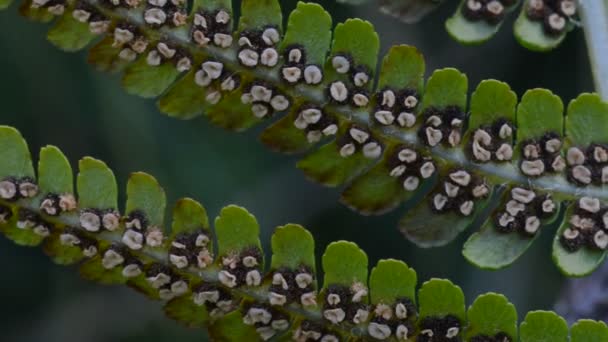 Zbliżenie zielony liści rośliny - Materiał filmowy, wideo