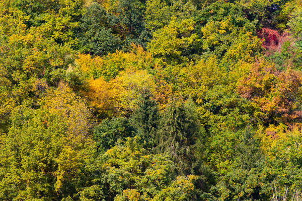 Syksyn metsän luonnolliset värit - Valokuva, kuva