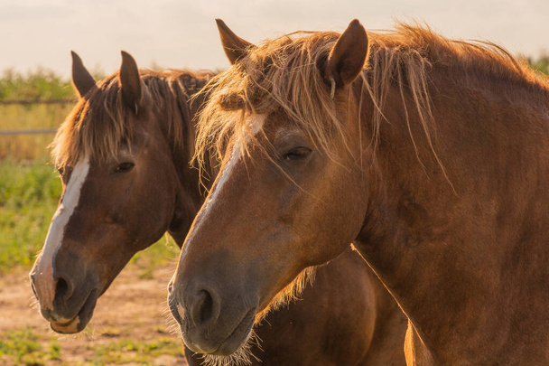 Deux chevaux qui paissent dans un pâturage. Deux beaux chevaux de baie derrière une clôture de ferme entourée d'un nuage bleu rempli de ciel. Portrait de cheval brun à la campagne - Photo, image