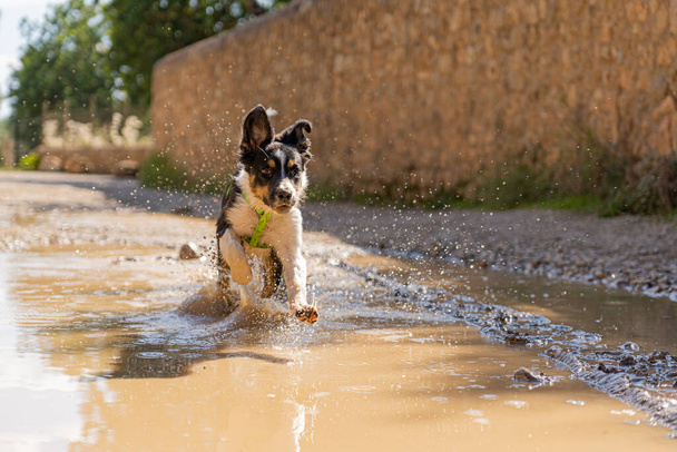 Filhote de cachorro de collie de borda tricolor correndo através de uma poça de água e lama em um caminho de montanha com pernas dianteiras fora da água, luz solar do meio do dia - Foto, Imagem