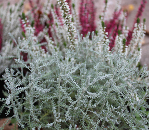 cotton lavender in the garden - Photo, Image